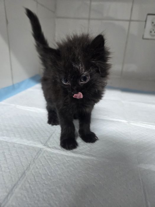 Бесплатно котята