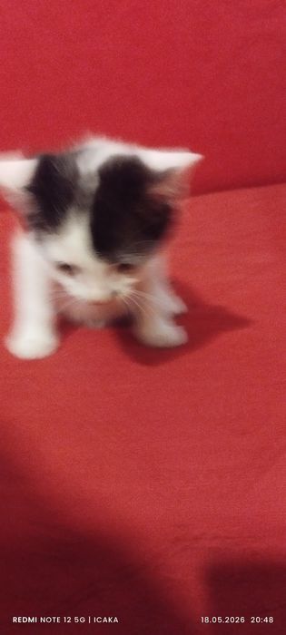 Малки котенца подарявам