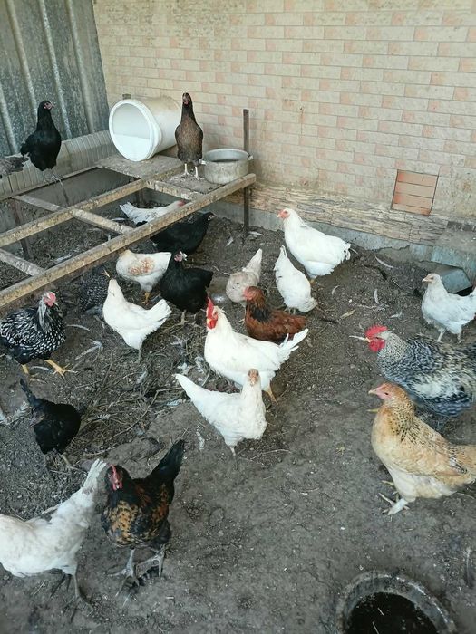 Домашние куры продам