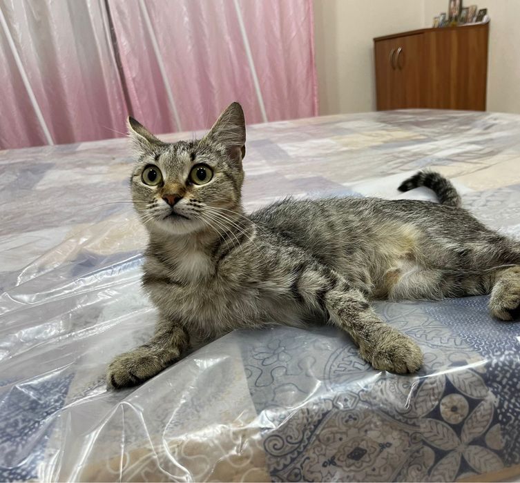 Отдадим кошечку в добрые руки