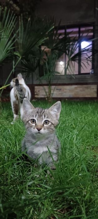 Кошки без породные