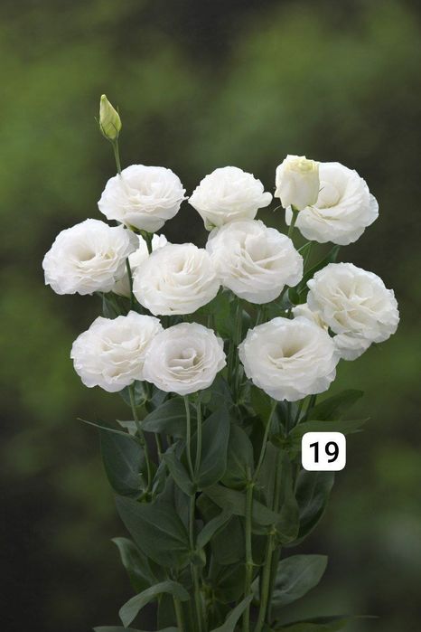 Семена (проф.)  Лизиантус ( Эустома)