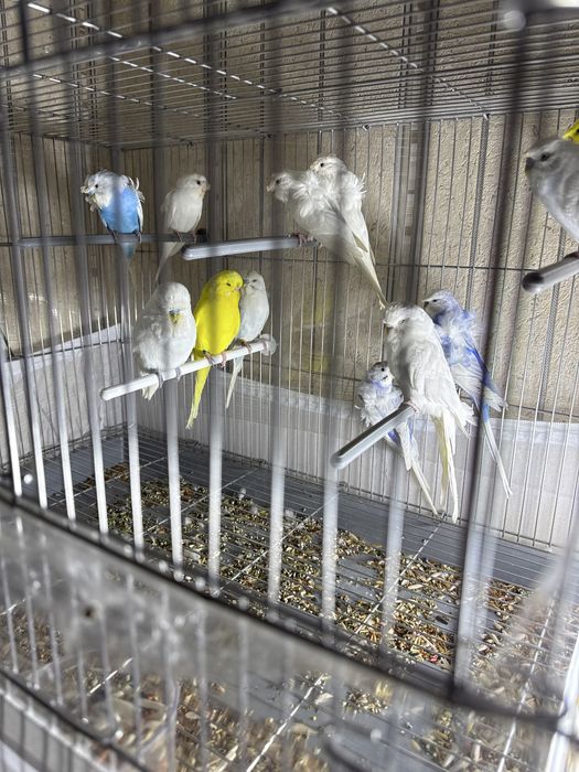 Срочно Продается  бабочка попугай