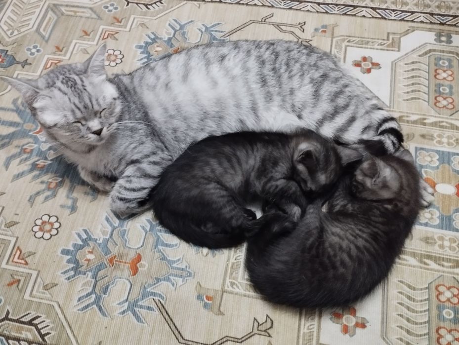 Отдам в добрые руки