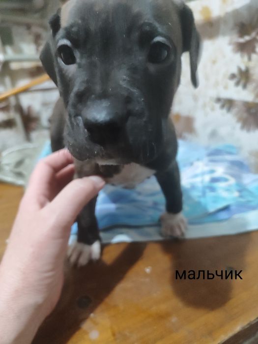 Продам щенят Стаффорда