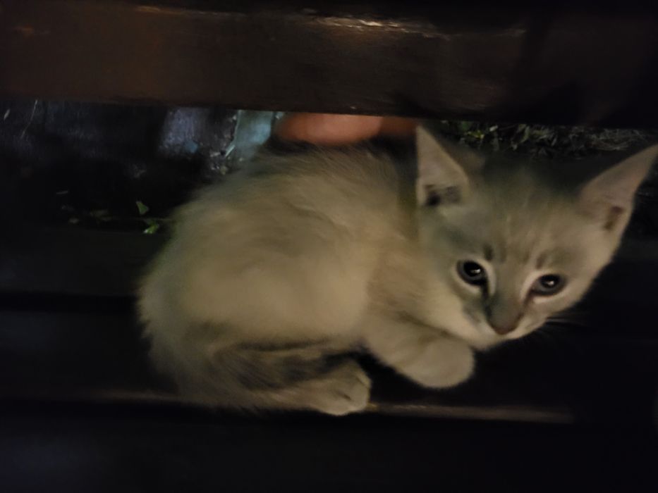 Котёнок сиамский в добрые руки