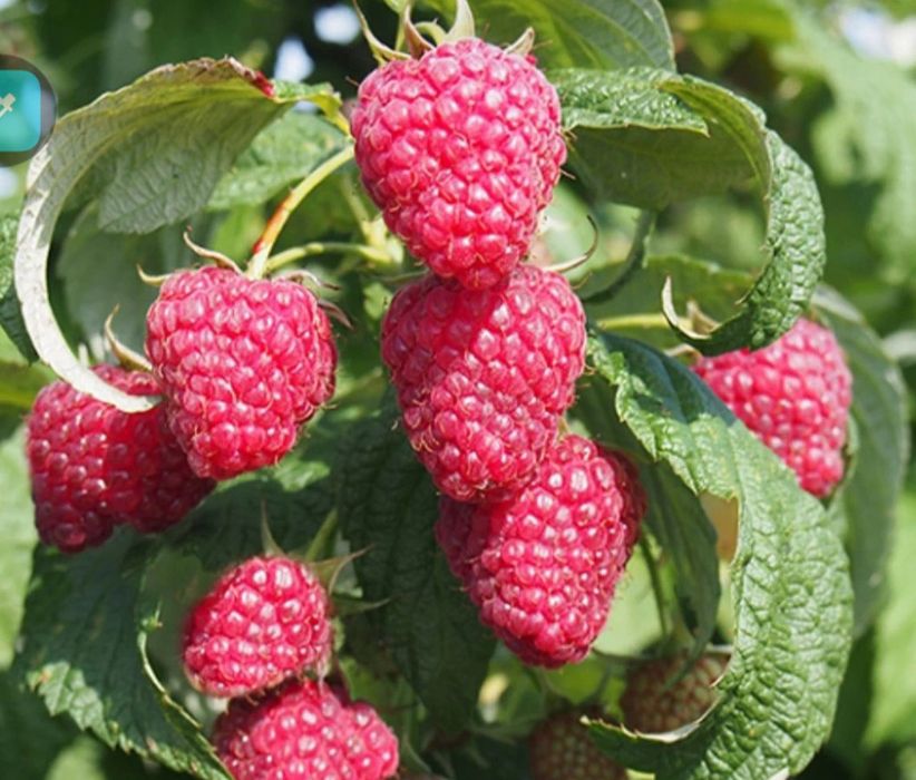 Супер Акция!Малина Маравила, Полонез ,Полька ,Полана олий сортлар