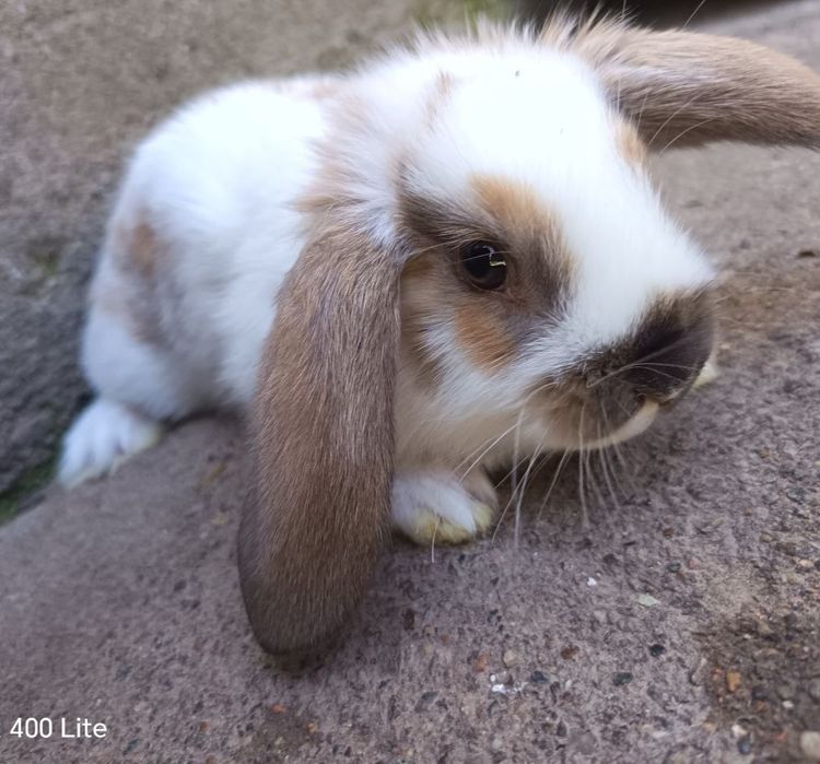 Декоративные крольчата