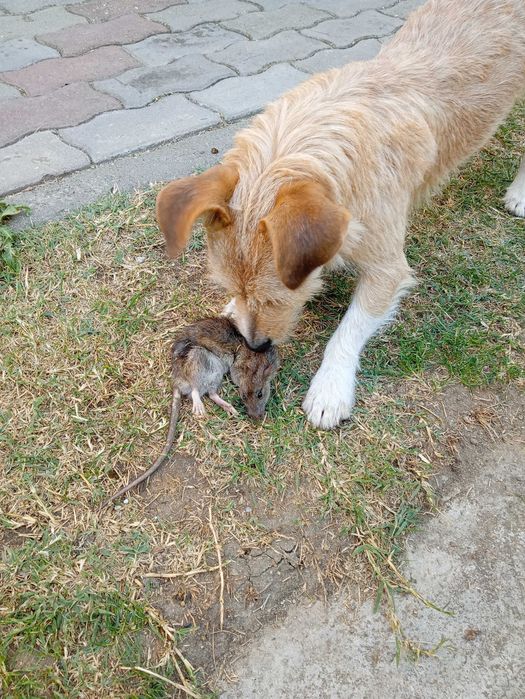 Donez câine bun de șobolani
