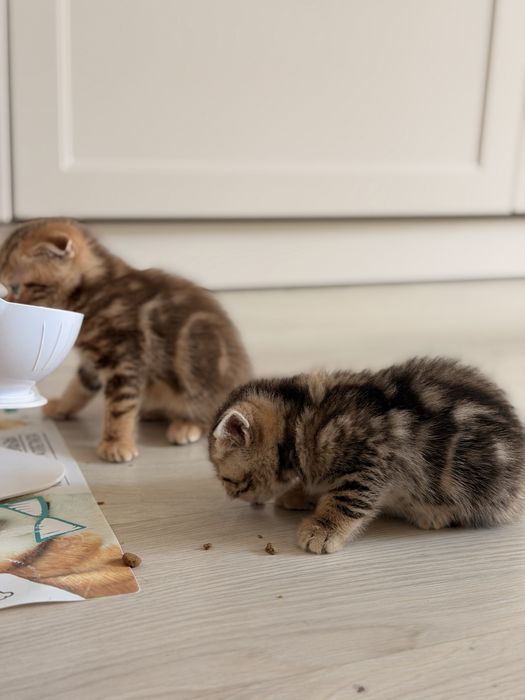 Вислоухие британцы кошки