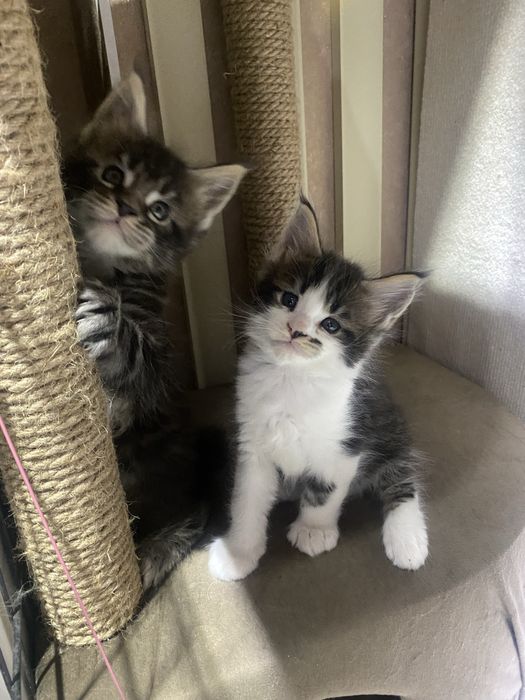 Котята мейн кун из питомника