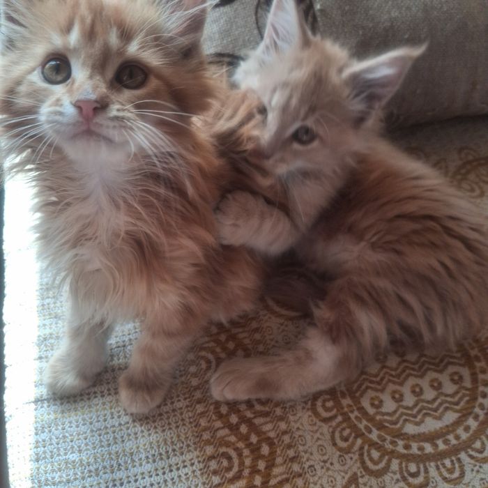 Продам котят мейн кун