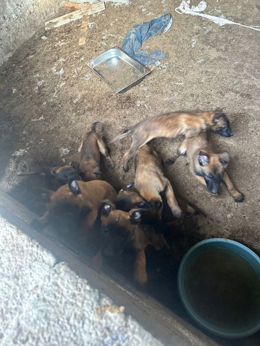 Белгийска Овчарка