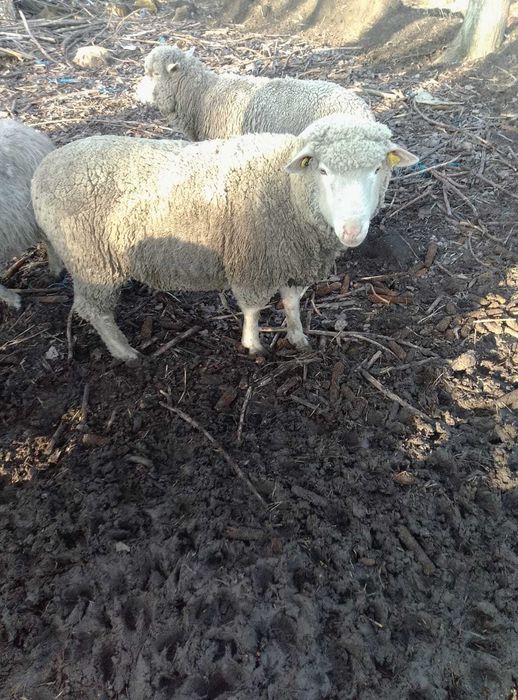 vind berbec ile de france 3.5 ani