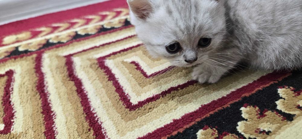 Котята , окрас голубое золото шиншила, серебристая шиншила