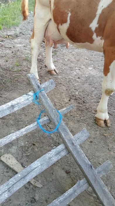 Vand vaca cu vitea .