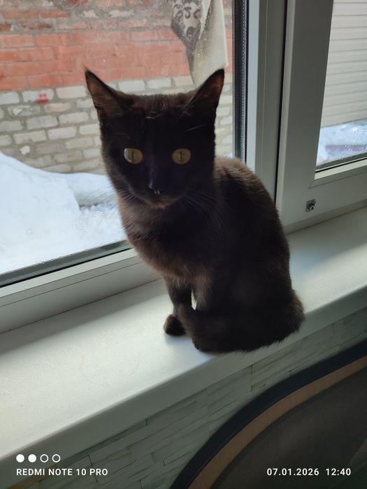 Отдам кошечку бесплатно