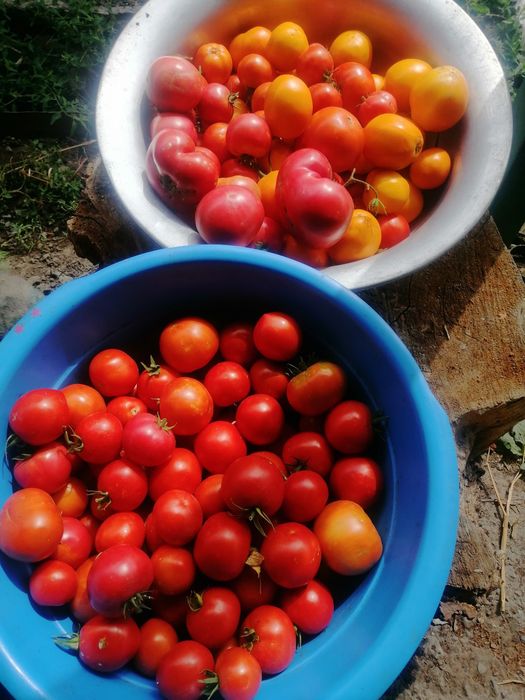Продам домашние помидоры.