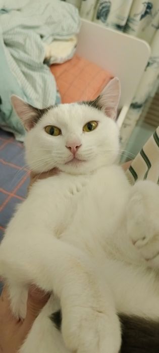 Кот, мальчик. 1 год