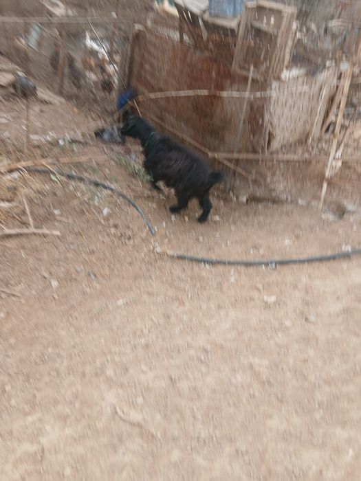 Продаётся арабская коза