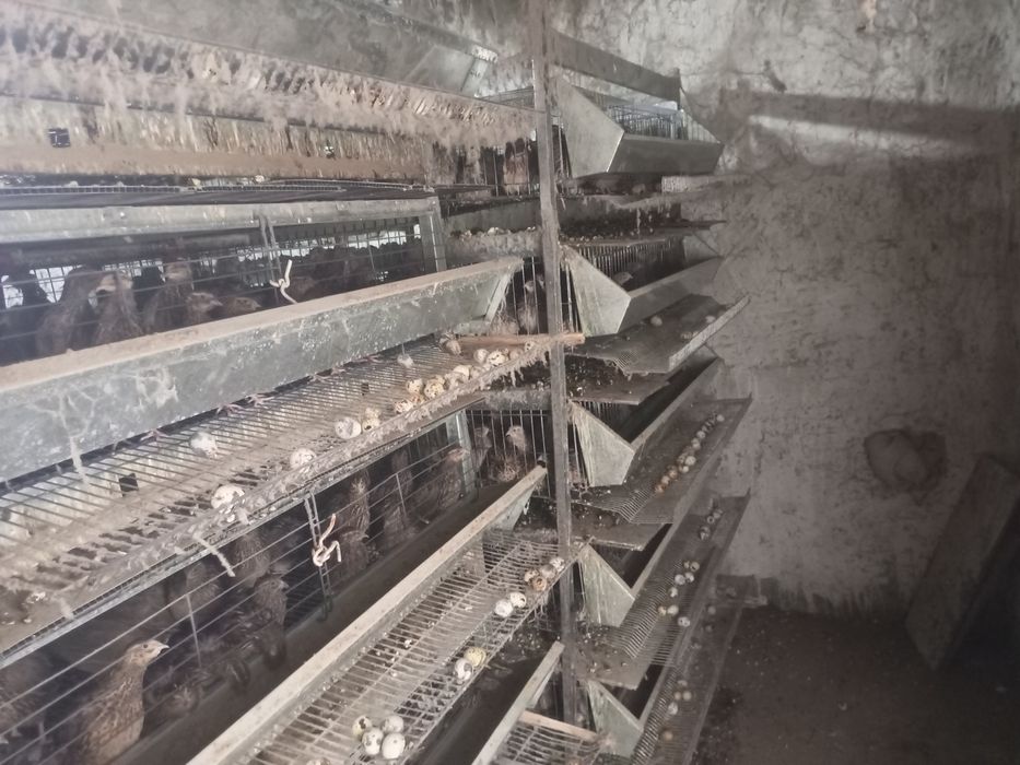 Bedanalar sotiladi kataklari bilan