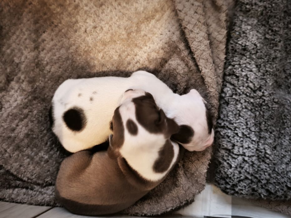 Питбулчета бебета