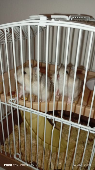 Продам хомячков 2 самки