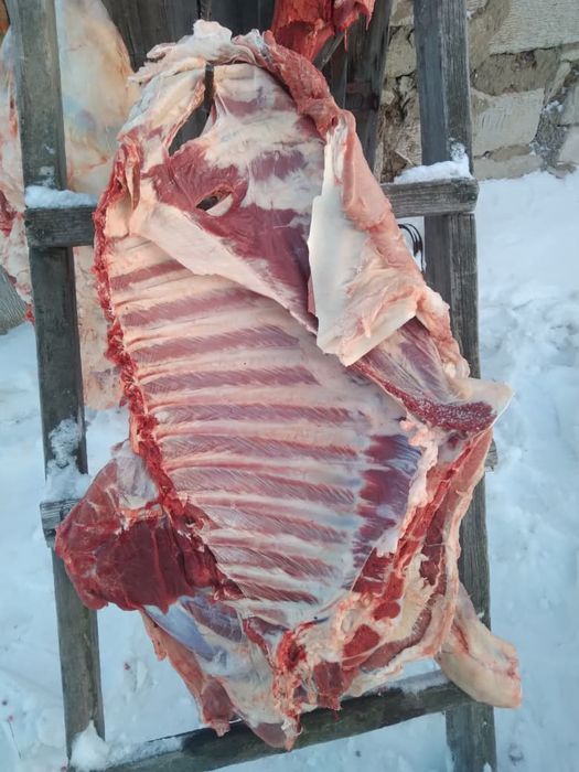 Продам мясо молодняк