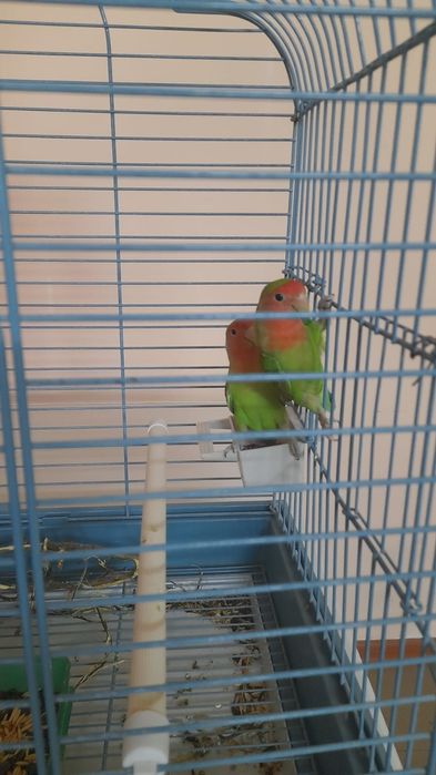 Попугаев Неразлучников