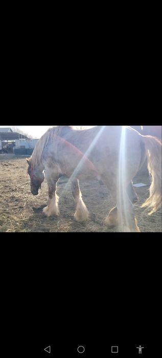 Продам жеребца тяж