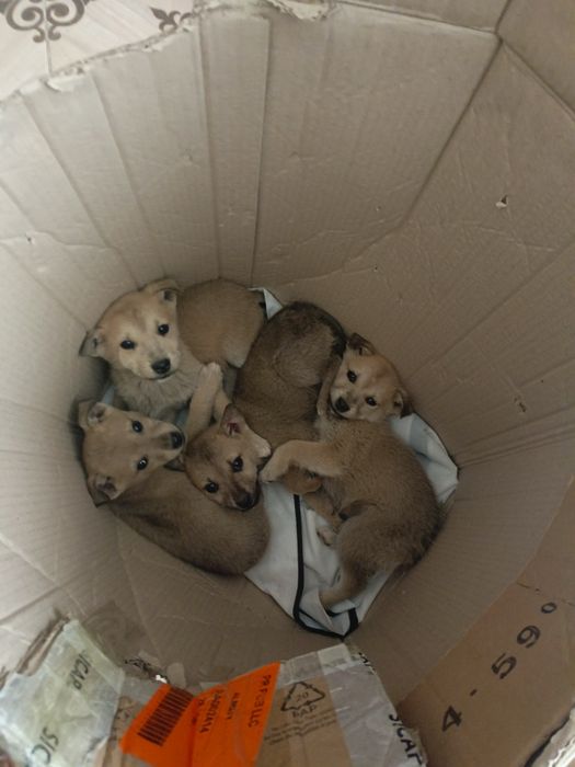 Срочно щенята ищут дом