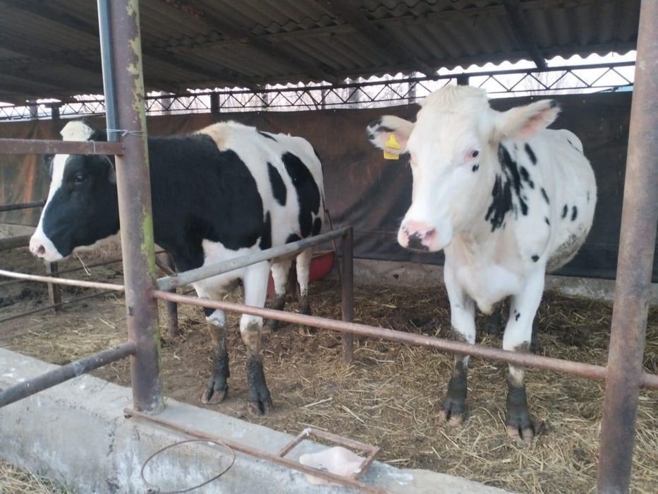 Корова чисто кровная