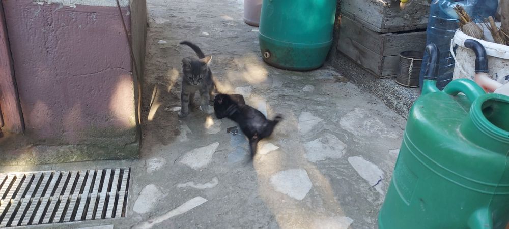 Подарявам Котета малки бебешоци
