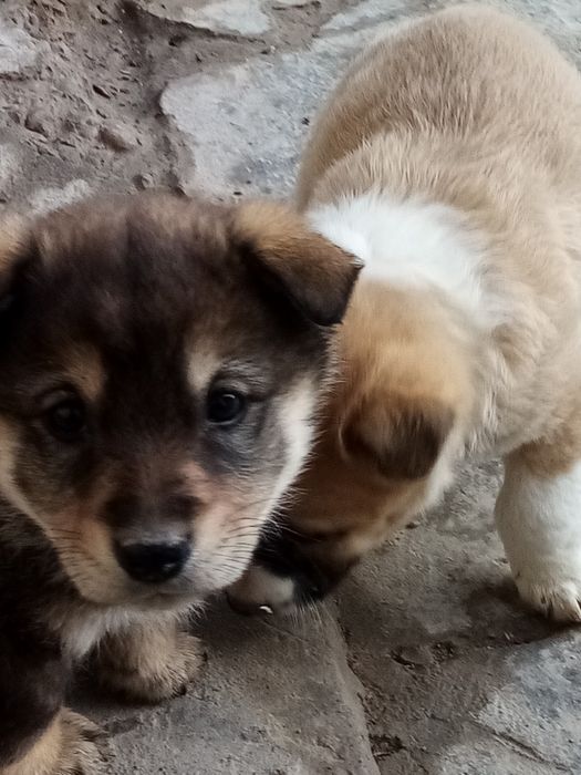 Кучукча, гуржи, хадя,