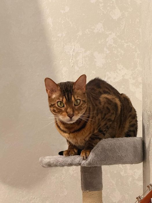 Отдадим кота бенгала