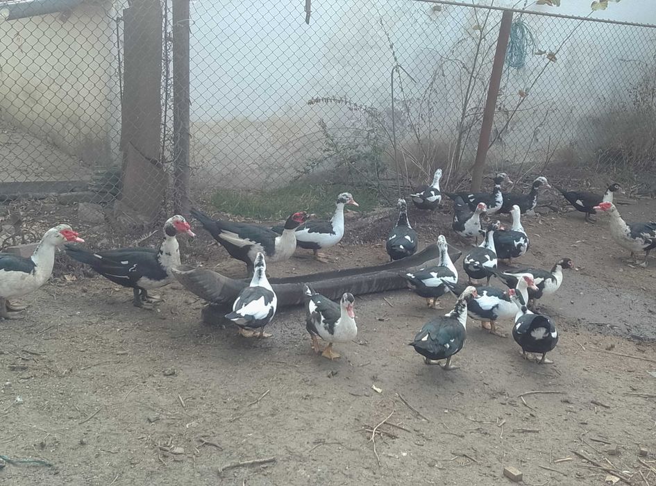 Vând rațe mute tinere