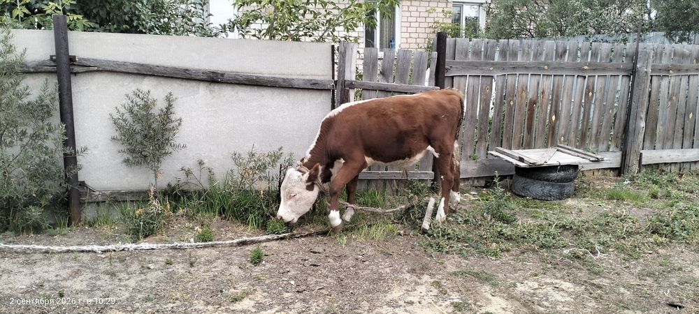 Бычок полугодовалый