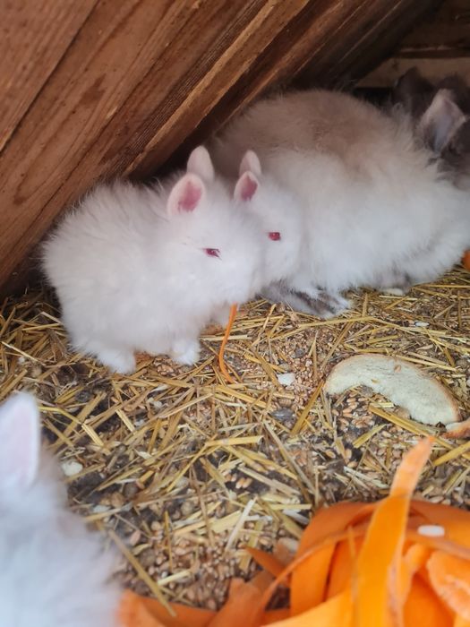 Iepurași cap de leu