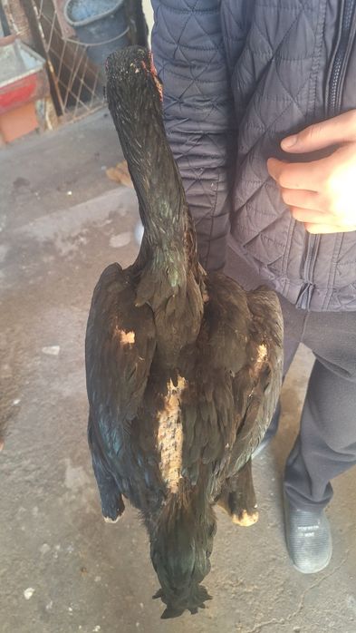 Дакен макён сотилади 2