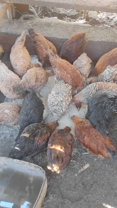 Vând pui crescuți bio