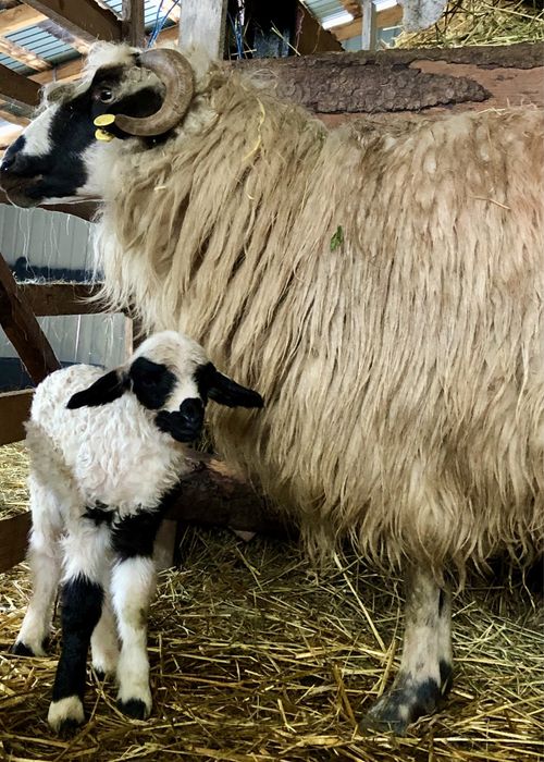 Miel și mia de vânzare