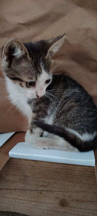 Подаряват се котенца