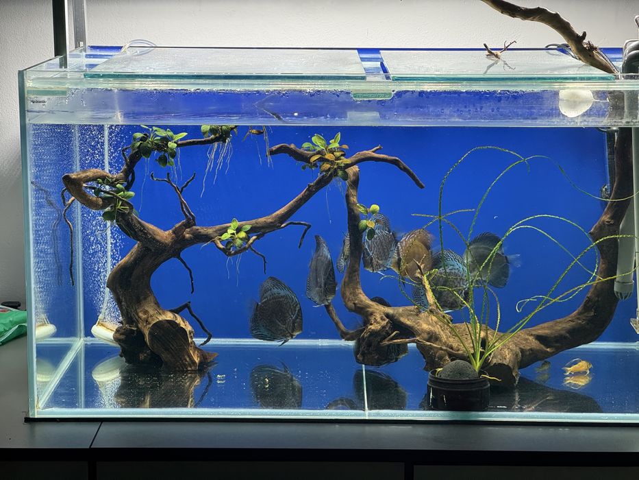 Vând acvariu complet