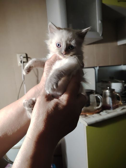 Отдам котят в добрые  руки