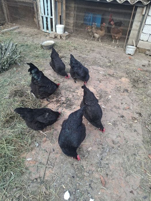 Домашний яйцо (тухум)