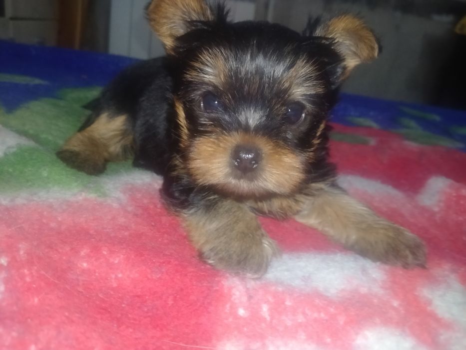 Йоркширский терьер