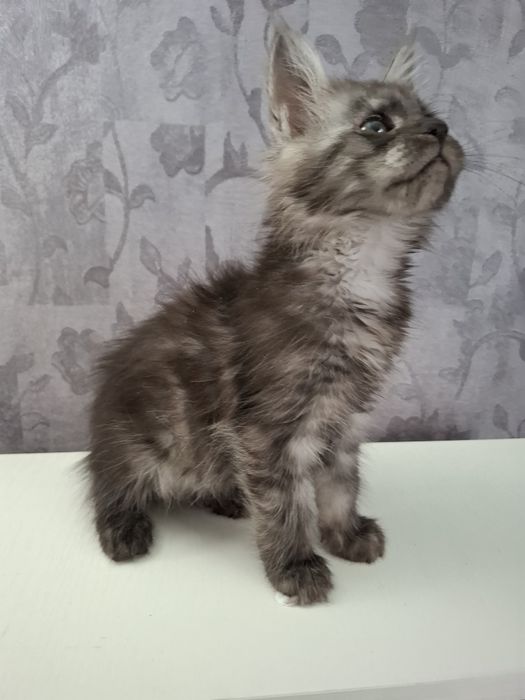 Мейн-кун девочки