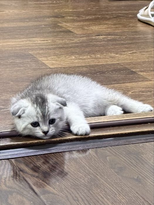 Продается котенок серебристая шиншилла скотиш фолд scottish fold