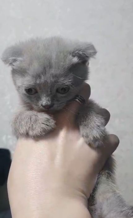 Шо ландские котята 1.5 мес