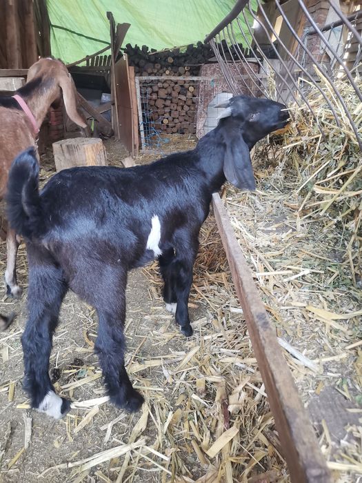 Tap Anglo Nubian de 3 luni